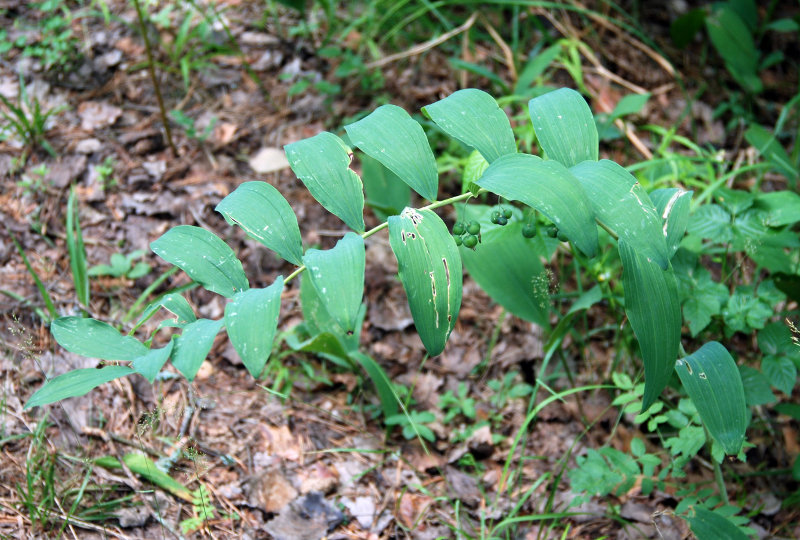 Image of Polygonatum multiflorum specimen.