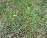 Aconogonon alpinum