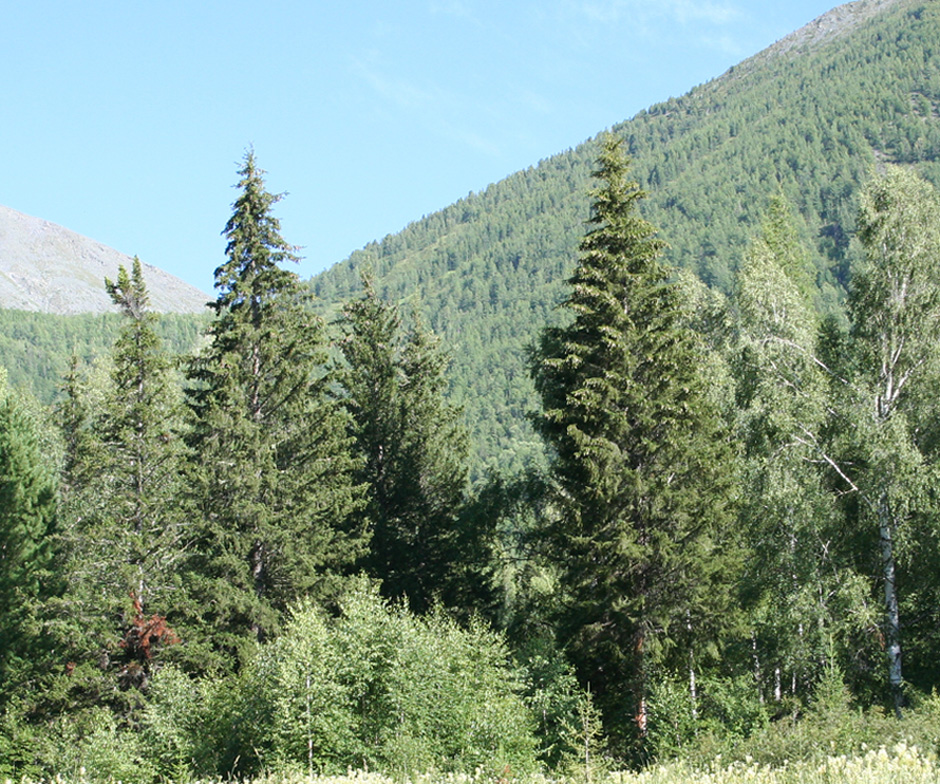 Изображение особи Picea obovata.
