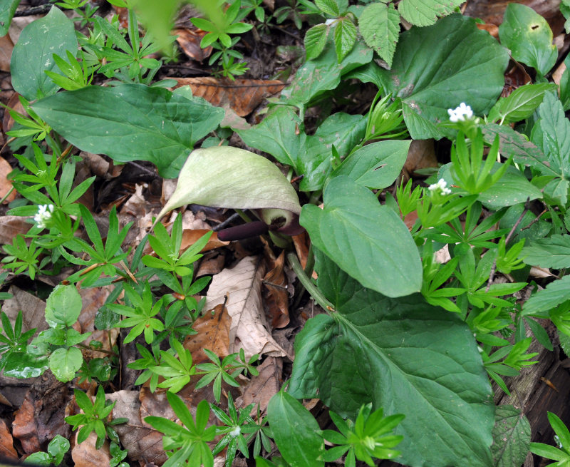 Image of Arum orientale specimen.