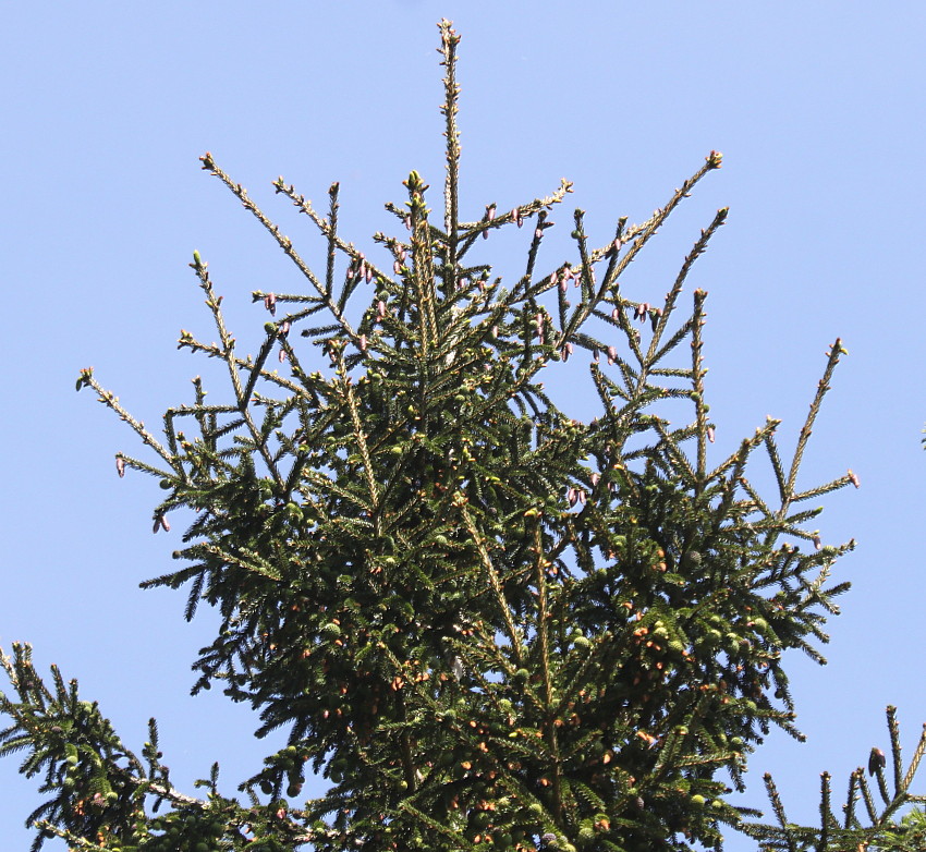 Image of Picea orientalis specimen.