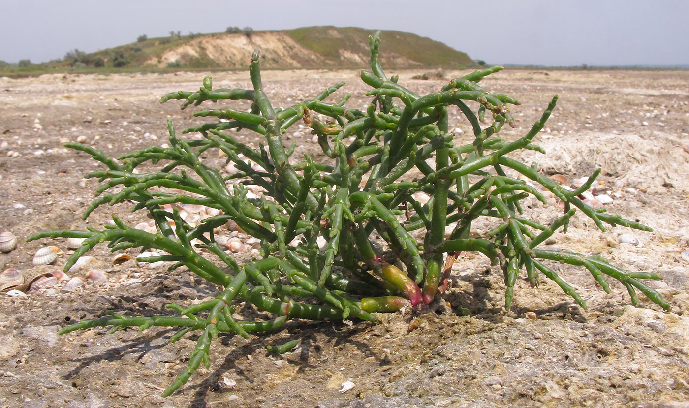 Изображение особи Salicornia perennans.