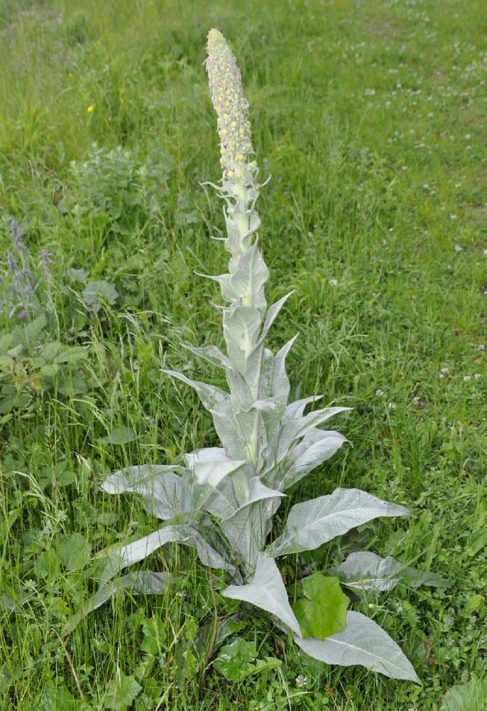 Изображение особи Verbascum eriophorum.