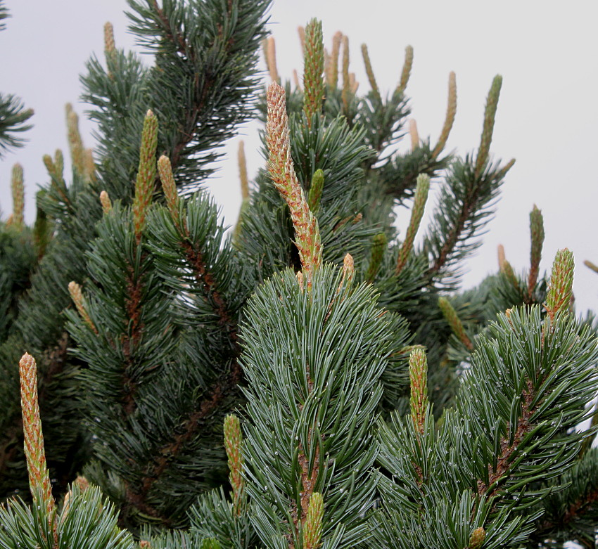 Изображение особи Pinus aristata.