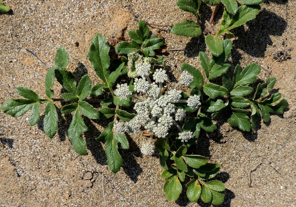 Изображение особи Glehnia litoralis.