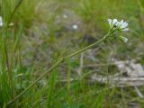 Cerastium scandicum. Верхушка цветущего растения. Мурманская обл., Североморский р-н, окр. пос. Росляково, обочина тропинки. 09.07.2009.