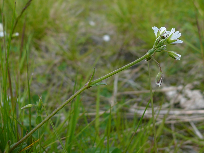 Image of Cerastium scandicum specimen.