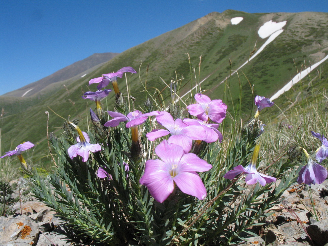 Image of Linum olgae specimen.