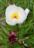 Paeonia lactiflora