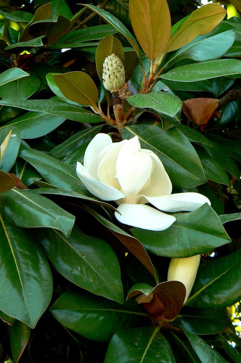 Image of Magnolia grandiflora specimen.