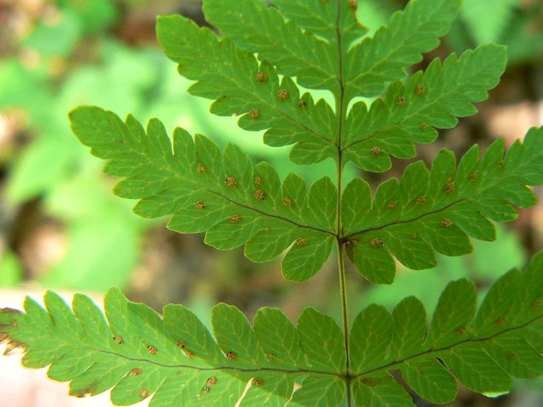 Image of Gymnocarpium dryopteris specimen.