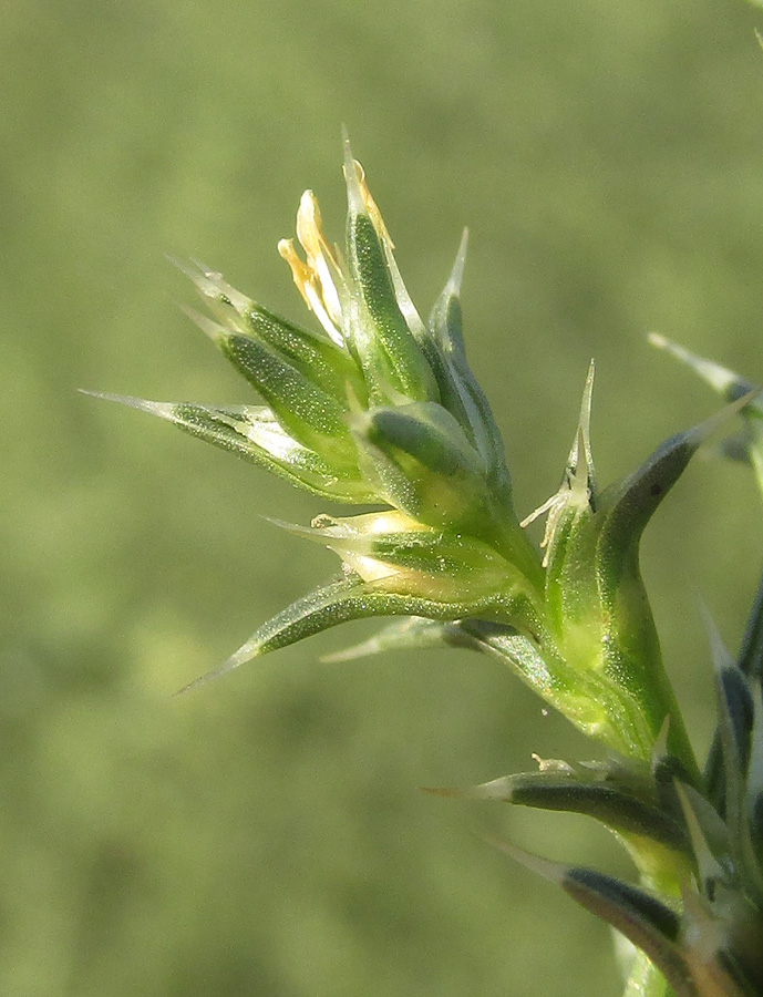 Изображение особи Salsola tragus.