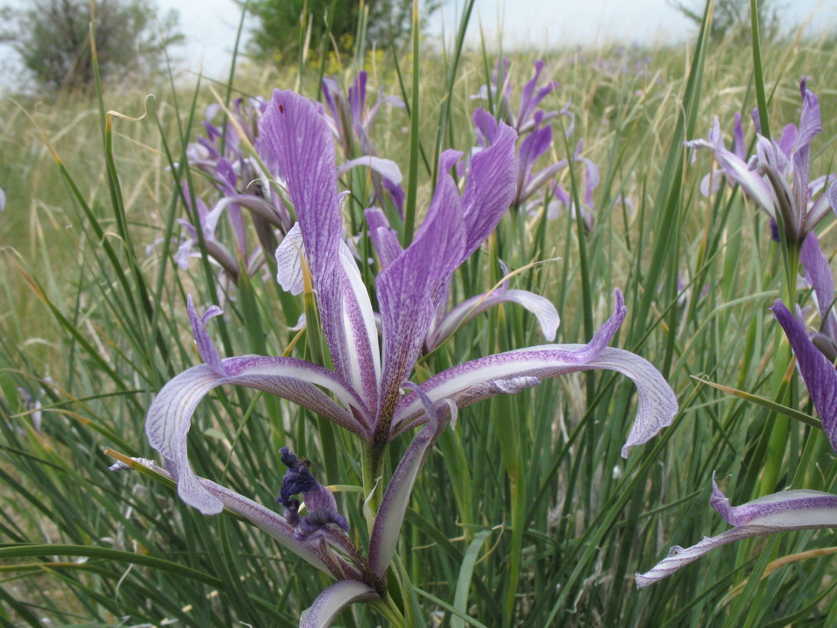 Изображение особи Iris songarica.