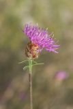 род Centaurea