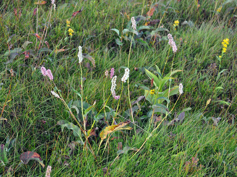 Изображение особи Bistorta officinalis.