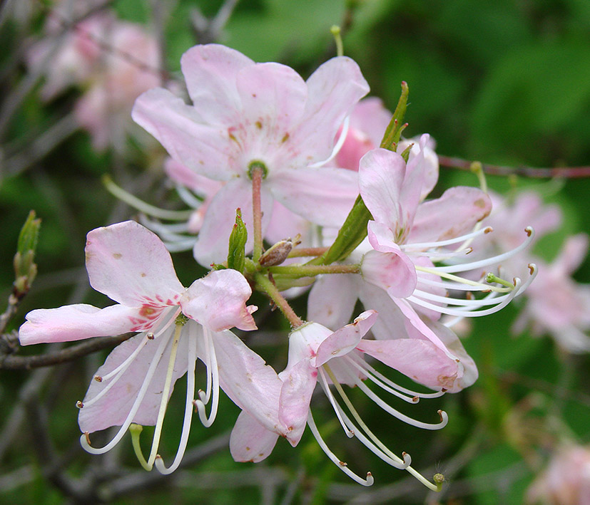 Изображение особи род Rhododendron.