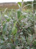 Salix glauca