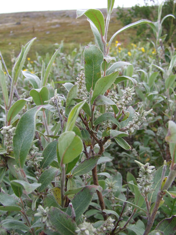 Изображение особи Salix glauca.