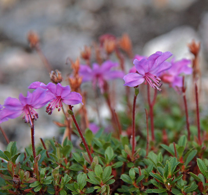 Image of Rhododendron redowskianum specimen.