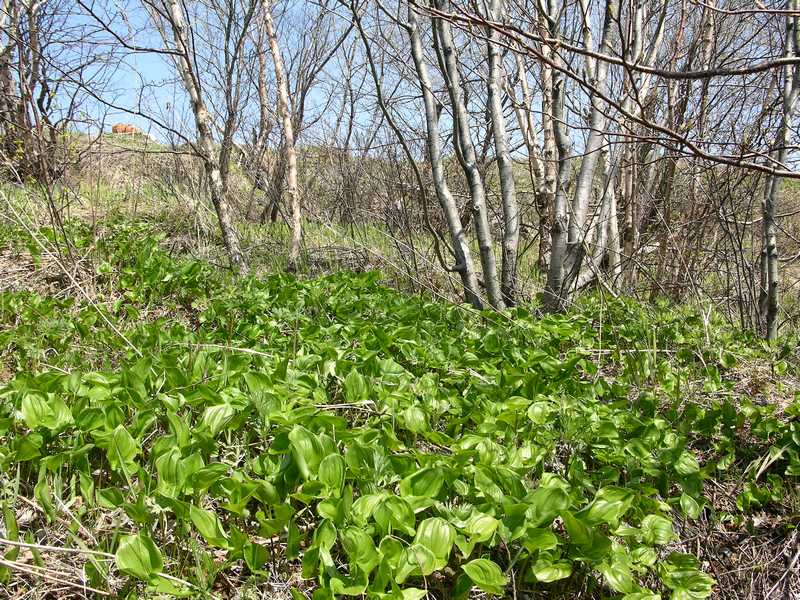 Image of Maianthemum dilatatum specimen.