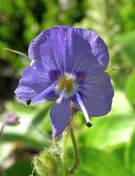 Image of Veronica grandiflora specimen.