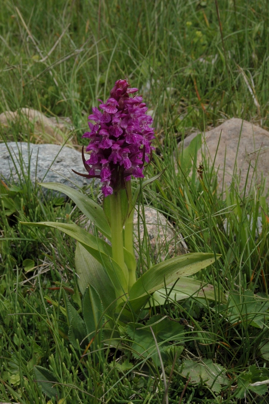 Image of Dactylorhiza umbrosa specimen.