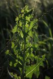 Lactuca serriola