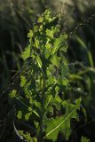 Lactuca serriola. Верхушка побега. Белгородская обл., окр. пос. Борисовка, обочина дороги. 30.06.2009.