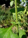 Helianthus tuberosus