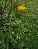 Tulipa sylvestris