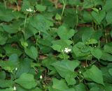 Houttuynia cordata