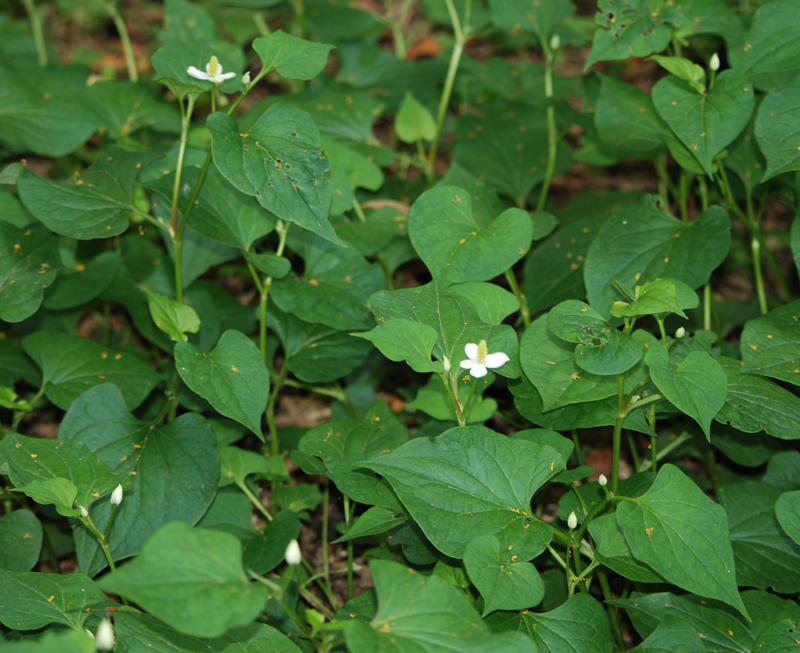 Изображение особи Houttuynia cordata.