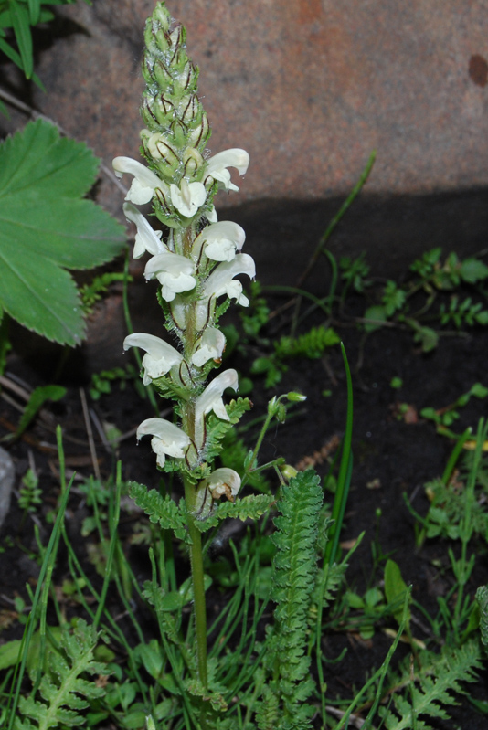 Image of Pedicularis venusta specimen.