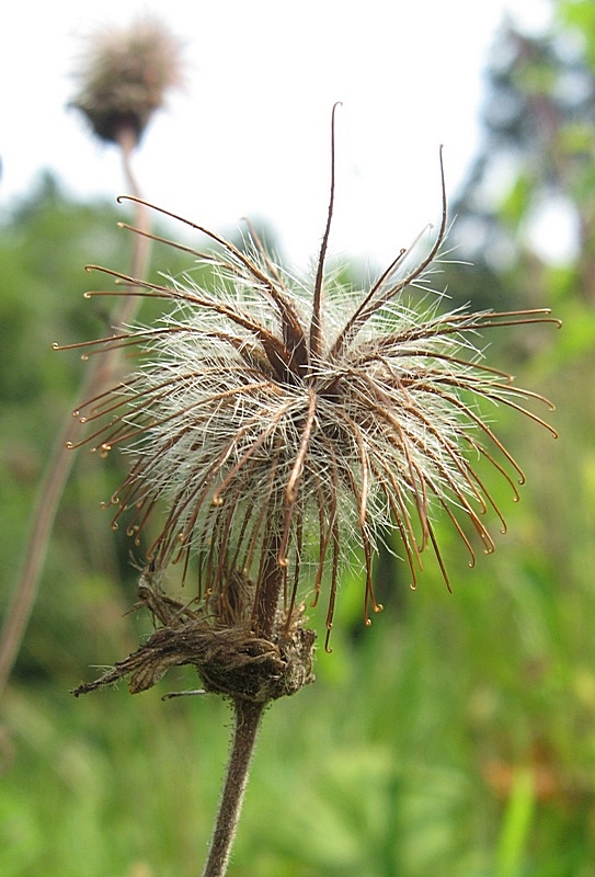 Изображение особи Geum rivale.