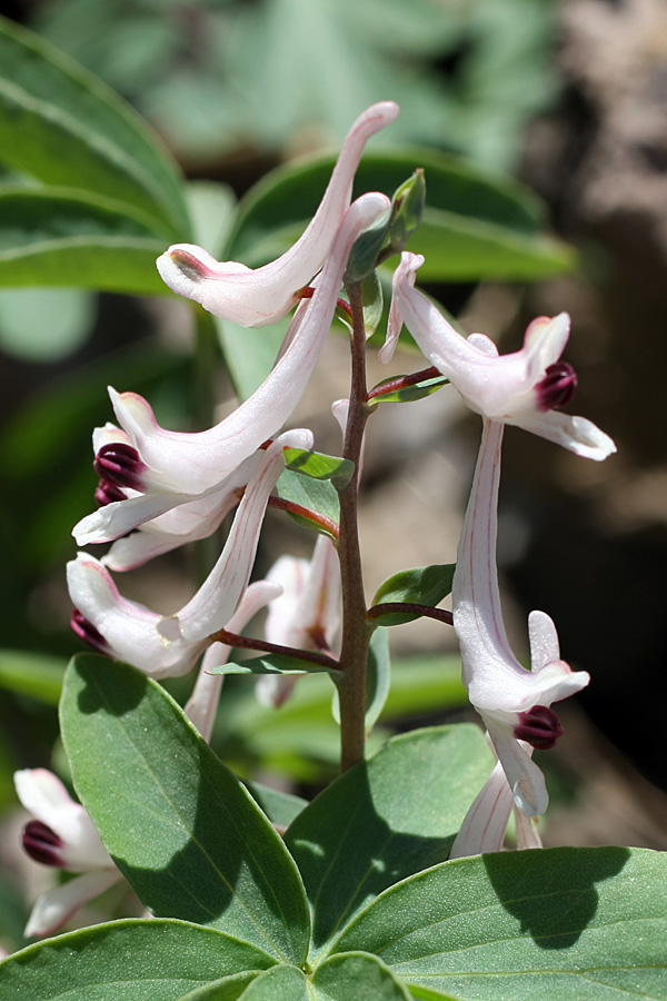 Image of Corydalis ruksansii specimen.