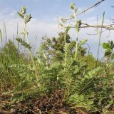 Pyrethrum poteriifolium. Зацветающее растение. Краснодарский край, м/о г. Новороссийск, окр. пос. Абрау-Дюрсо, можжевеловое редколесье. 26.04.2014.