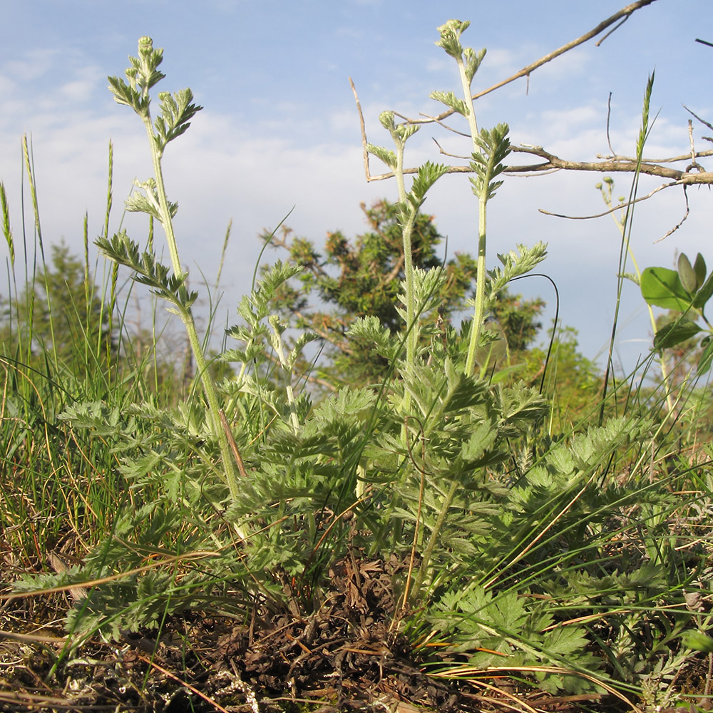 Image of Pyrethrum poteriifolium specimen.