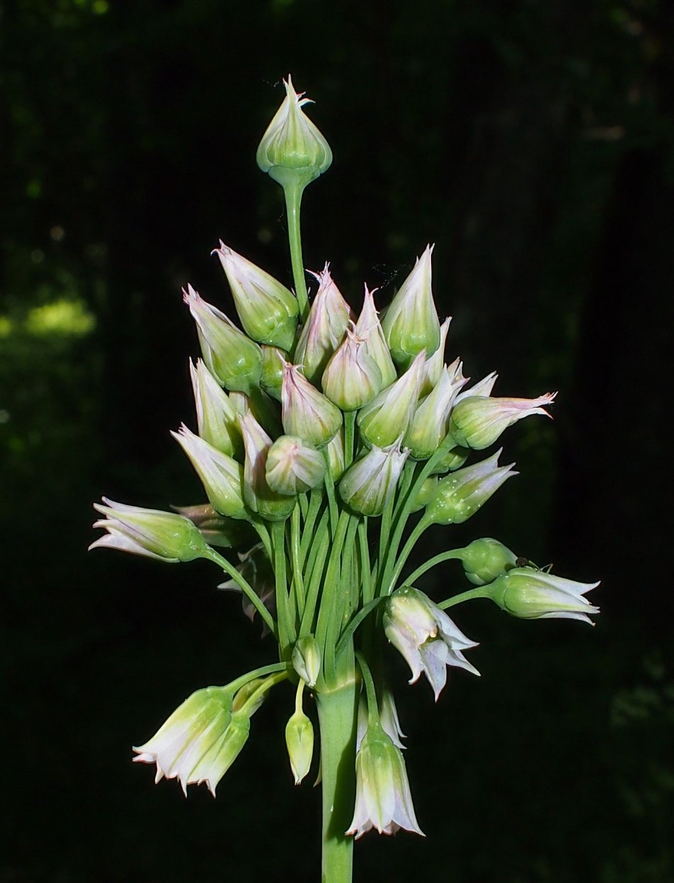 Image of Nectaroscordum bulgaricum specimen.