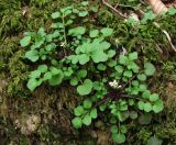 Cardamine hirsuta