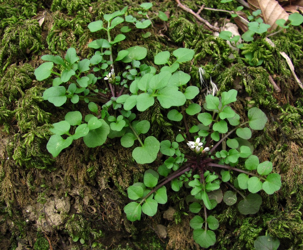 Изображение особи Cardamine hirsuta.