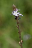 Verbena officinalis. Соцветие. Черногория, муниципалитет Будва, окр. с. Кульяче (Kuljače). 08.10.2014.