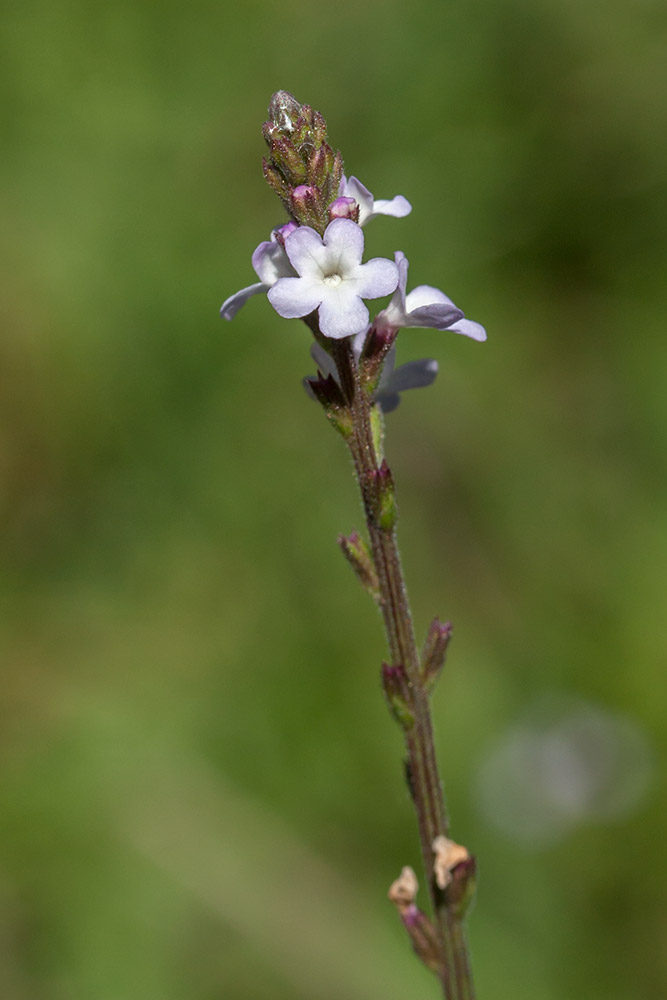 Image of Verbena officinalis specimen.