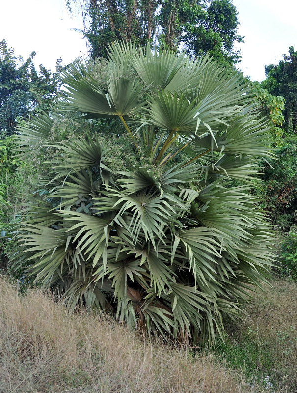 Image of Borassus flabellifer specimen.