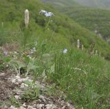 Myosotis lithospermifolia. Цветущее растение. Краснодарский край, м/о г. Геленджик, хр. Коцехур, гора Шахан, склон горы. 02.05.2015.