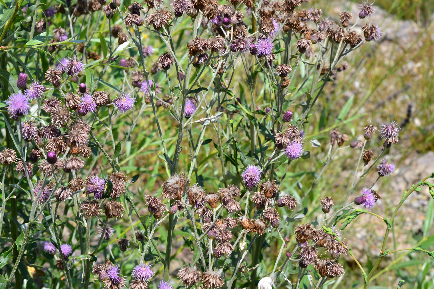 Изображение особи Cirsium incanum.