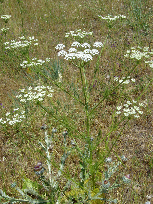 Изображение особи Oedibasis platycarpa.