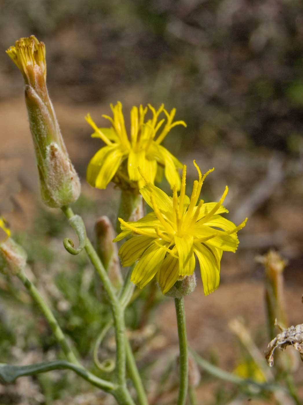 Image of Takhtajaniantha pusilla specimen.