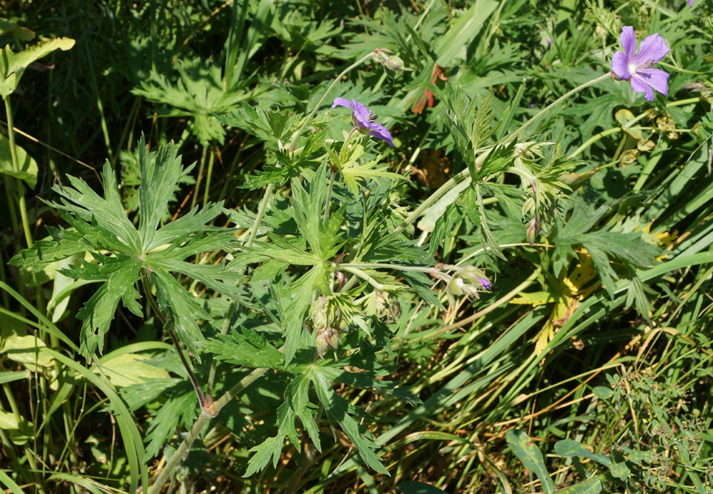 Image of Geranium pratense specimen.