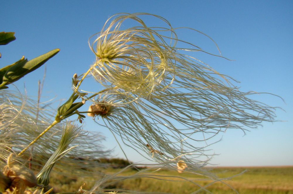 Image of Clematis orientalis specimen.