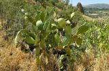 Opuntia ficus-indica